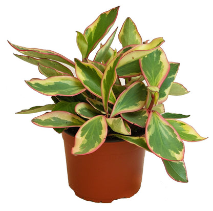 Peperomia Ginny or Tricolor Peperomia - www.FOP.ae Buy online Best and Healthy Plants and quality products guarantee in Dubai Plants Shop in Dubai Abu Dhabi all over UAE Plants near me Fresh Plants in Dubai where to buy plants in UAE - FOP.ae