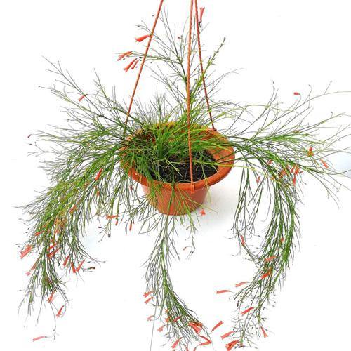 Russelia Equisetiformis, Coral Plant, Firecracker Plant - www.FOP.ae Buy online Best and Healthy Plants and quality products guarantee in Dubai Plants Shop in Dubai Abu Dhabi all over UAE Plants near me Fresh Plants in Dubai where to buy plants in UAE - FOP.ae