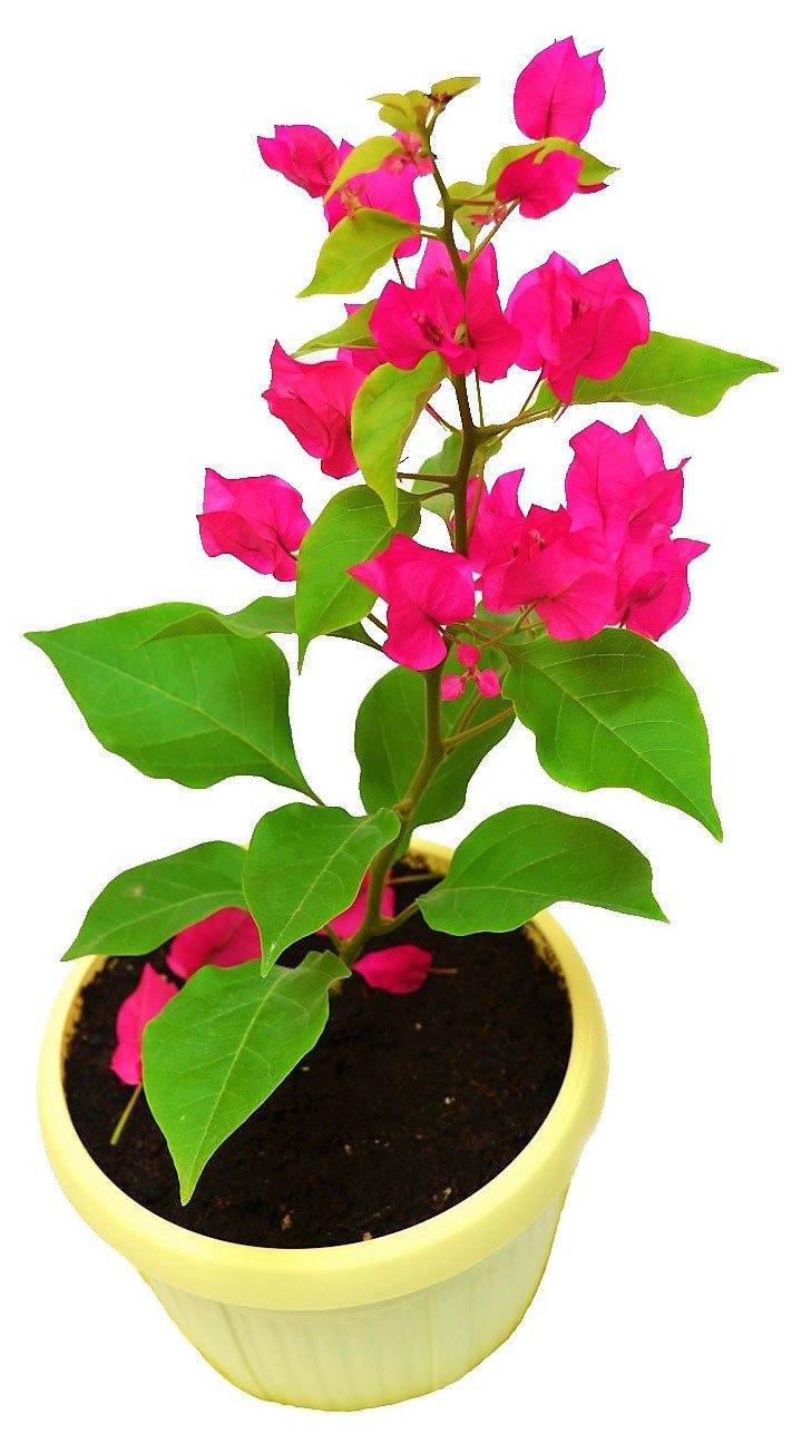 Bougainvillea Pink Pixie - www.FOP.ae Buy online Best and Healthy Plants and quality products guarantee in Dubai Plants Shop in Dubai Abu Dhabi all over UAE Plants near me Fresh Plants in Dubai where to buy plants in UAE - FOP.ae