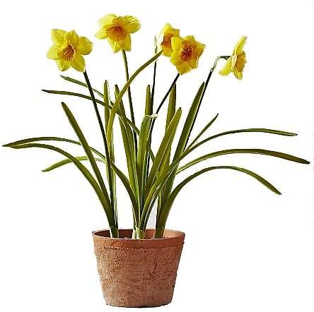 Daffodil, Narcissus - www.FOP.ae Buy online Best and Healthy Plants and quality products guarantee in Dubai Plants Shop in Dubai Abu Dhabi all over UAE Plants near me Fresh Plants in Dubai where to buy plants in UAE - FOP.ae