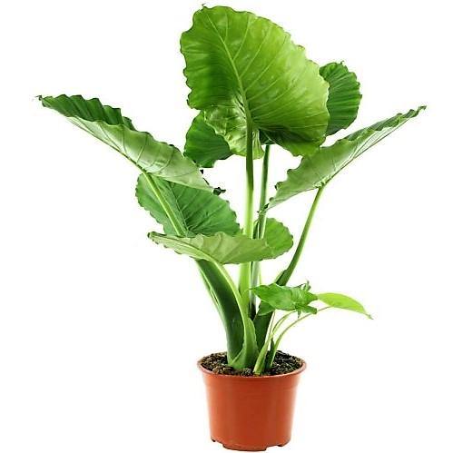 Alocasia California - www.FOP.ae Buy online Best and Healthy Plants and quality products guarantee in Dubai Plants Shop in Dubai Abu Dhabi all over UAE Plants near me Fresh Plants in Dubai where to buy plants in UAE - FOP.ae
