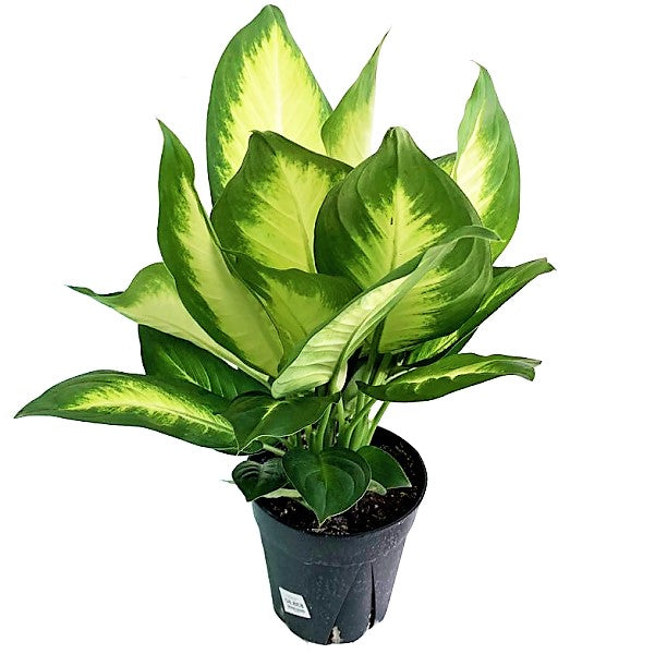 Dieffenbachia, Camilla ,Camellia ,Dumb Cane Plant - www.FOP.ae Buy online Best and Healthy Plants and quality products guarantee in Dubai Plants Shop in Dubai Abu Dhabi all over UAE Plants near me Fresh Plants in Dubai where to buy plants in UAE - FOP.ae