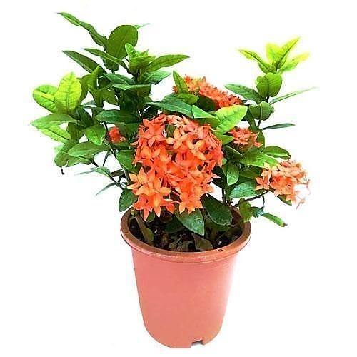 Ixora chinensis, Red, Pink - www.FOP.ae Buy online Best and Healthy Plants and quality products guarantee in Dubai Plants Shop in Dubai Abu Dhabi all over UAE Plants near me Fresh Plants in Dubai where to buy plants in UAE - FOP.ae