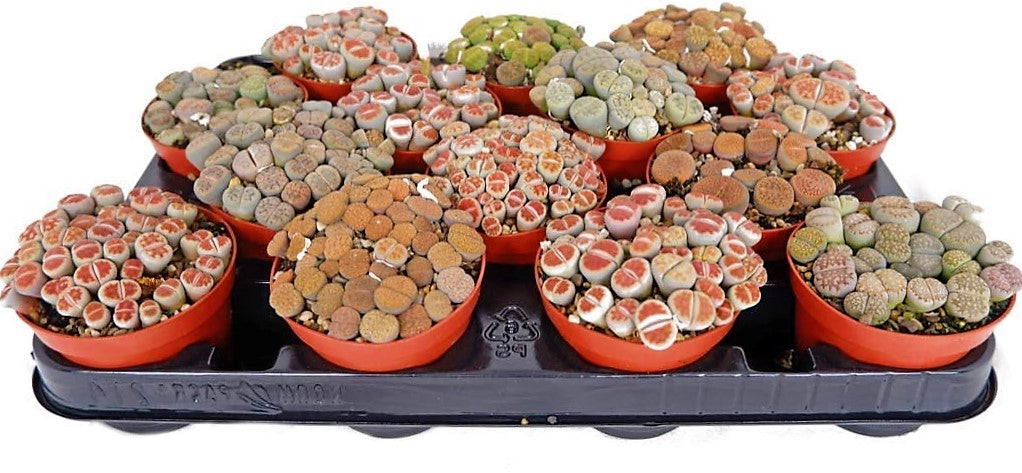 Living Stones , Lithops - www.FOP.ae Buy online Best and Healthy Plants and quality products guarantee in Dubai Plants Shop in Dubai Abu Dhabi all over UAE Plants near me Fresh Plants in Dubai where to buy plants in UAE - FOP.ae
