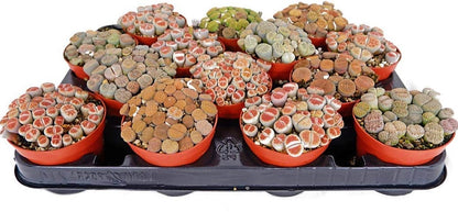 Living Stones , Lithops - www.FOP.ae Buy online Best and Healthy Plants and quality products guarantee in Dubai Plants Shop in Dubai Abu Dhabi all over UAE Plants near me Fresh Plants in Dubai where to buy plants in UAE - FOP.ae