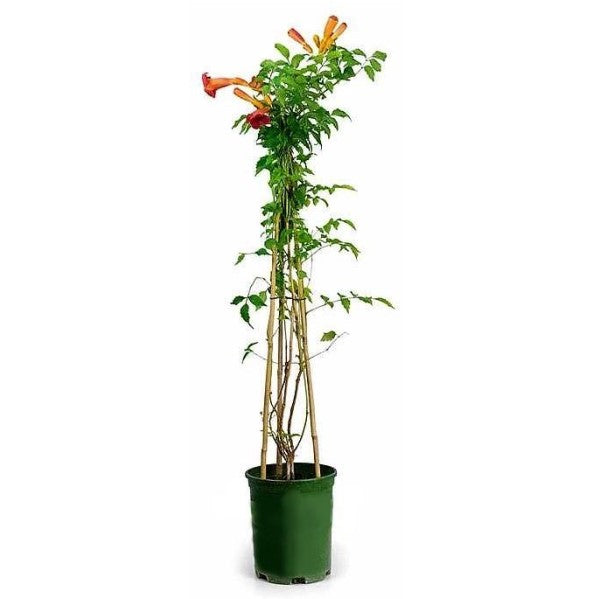 Campsis Radicans, Trumpet Vine - www.FOP.ae Buy online Best and Healthy Plants and quality products guarantee in Dubai Plants Shop in Dubai Abu Dhabi all over UAE Plants near me Fresh Plants in Dubai where to buy plants in UAE - FOP.ae