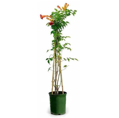 Campsis Radicans, Trumpet Vine - www.FOP.ae Buy online Best and Healthy Plants and quality products guarantee in Dubai Plants Shop in Dubai Abu Dhabi all over UAE Plants near me Fresh Plants in Dubai where to buy plants in UAE - FOP.ae
