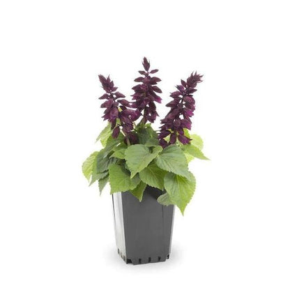 Sage of the diviners (small) - www.FOP.ae Buy online Best and Healthy Plants and quality products guarantee in Dubai Plants Shop in Dubai Abu Dhabi all over UAE Plants near me Fresh Plants in Dubai where to buy plants in UAE - FOP.ae