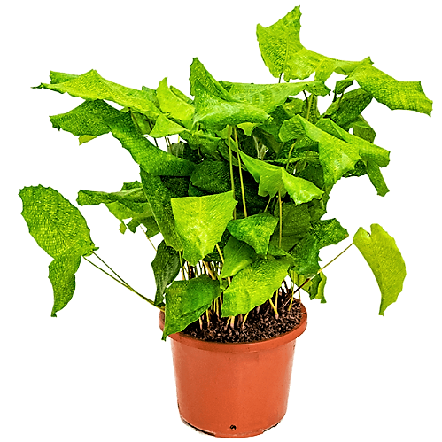 Calathea Mosaica, Network - www.FOP.ae Buy online Best and Healthy Plants and quality products guarantee in Dubai Plants Shop in Dubai Abu Dhabi all over UAE Plants near me Fresh Plants in Dubai where to buy plants in UAE - FOP.ae