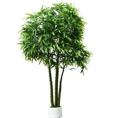 Bambusa Ventricosa, Buddha’s Belly Bamboo - www.FOP.ae Buy online Best and Healthy Plants and quality products guarantee in Dubai Plants Shop in Dubai Abu Dhabi all over UAE Plants near me Fresh Plants in Dubai where to buy plants in UAE - FOP.ae