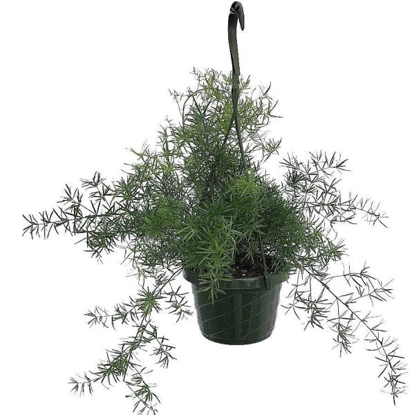 Asparagus Hanging - www.FOP.ae Buy online Best and Healthy Plants and quality products guarantee in Dubai Plants Shop in Dubai Abu Dhabi all over UAE Plants near me Fresh Plants in Dubai where to buy plants in UAE - FOP.ae