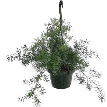 Asparagus Hanging - www.FOP.ae Buy online Best and Healthy Plants and quality products guarantee in Dubai Plants Shop in Dubai Abu Dhabi all over UAE Plants near me Fresh Plants in Dubai where to buy plants in UAE - FOP.ae