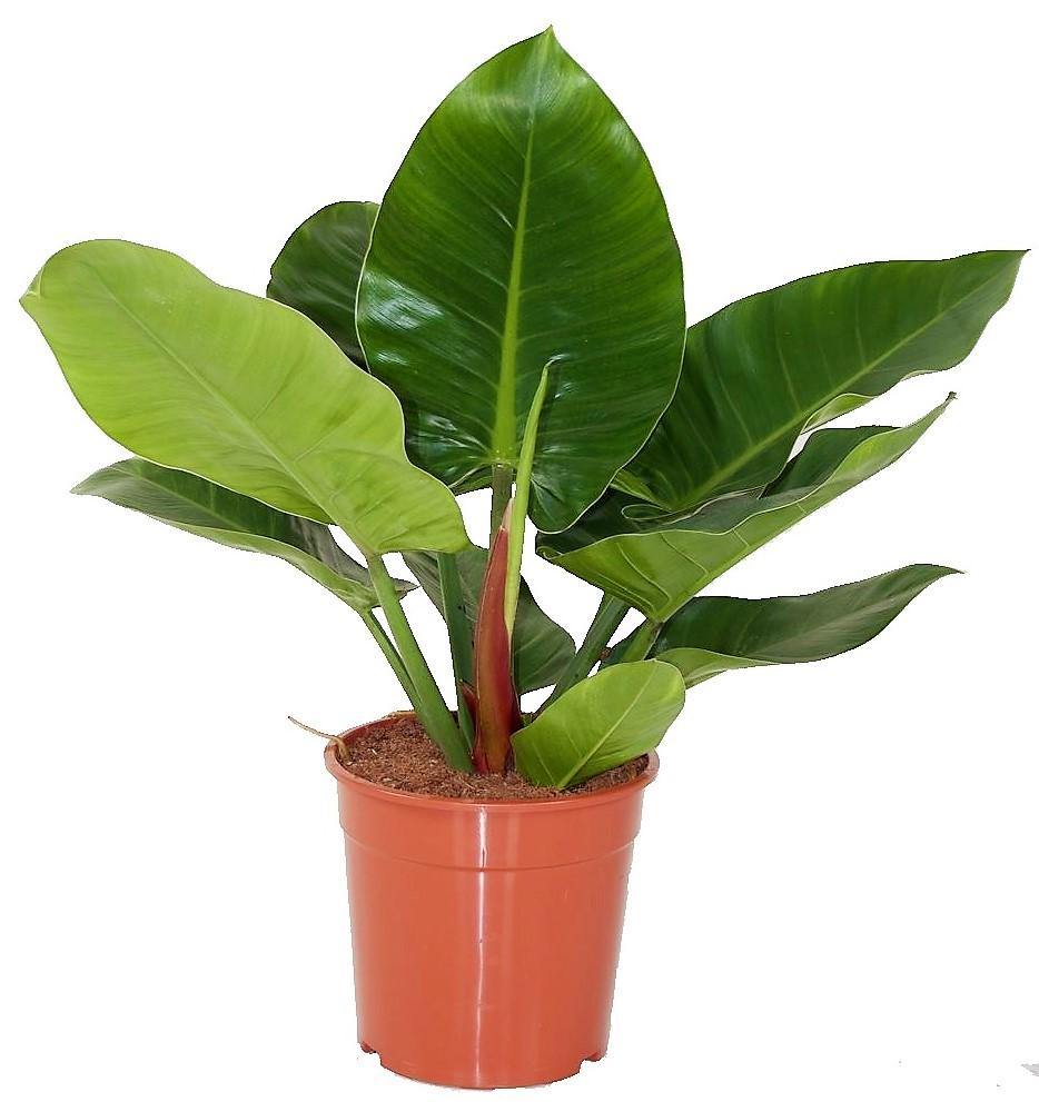 Philodendron Imperial Green - www.FOP.ae Buy online Best and Healthy Plants and quality products guarantee in Dubai Plants Shop in Dubai Abu Dhabi all over UAE Plants near me Fresh Plants in Dubai where to buy plants in UAE - FOP.ae