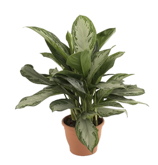 Aglaonema Pattaya Beauty - www.FOP.ae Buy online Best and Healthy Plants and quality products guarantee in Dubai Plants Shop in Dubai Abu Dhabi all over UAE Plants near me Fresh Plants in Dubai where to buy plants in UAE - FOP.ae