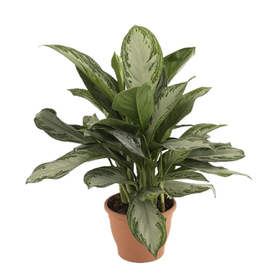 Aglaonema Pattaya Beauty - www.FOP.ae Buy online Best and Healthy Plants and quality products guarantee in Dubai Plants Shop in Dubai Abu Dhabi all over UAE Plants near me Fresh Plants in Dubai where to buy plants in UAE - FOP.ae