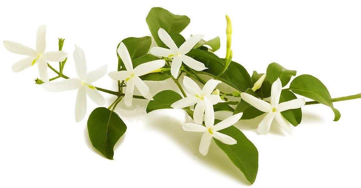 Jasminum Grandiflora, Grandiflorum, Jasmine Climber - www.FOP.ae Buy online Best and Healthy Plants and quality products guarantee in Dubai Plants Shop in Dubai Abu Dhabi all over UAE Plants near me Fresh Plants in Dubai where to buy plants in UAE - FOP.ae