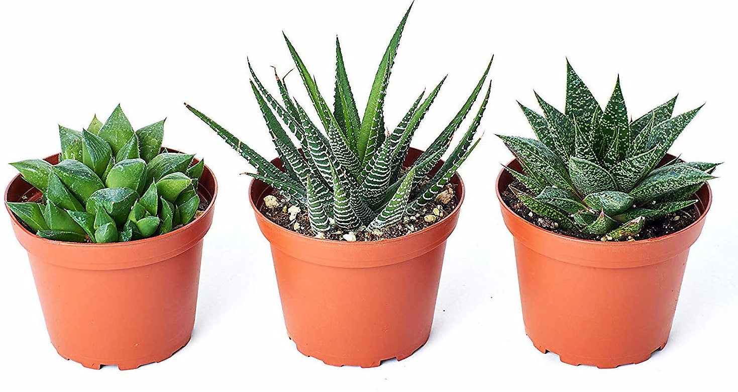 Mini succulents Haworthia - www.FOP.ae Buy online Best and Healthy Plants and quality products guarantee in Dubai Plants Shop in Dubai Abu Dhabi all over UAE Plants near me Fresh Plants in Dubai where to buy plants in UAE - FOP.ae
