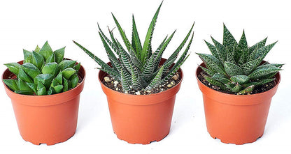 Mini succulents Haworthia - www.FOP.ae Buy online Best and Healthy Plants and quality products guarantee in Dubai Plants Shop in Dubai Abu Dhabi all over UAE Plants near me Fresh Plants in Dubai where to buy plants in UAE - FOP.ae