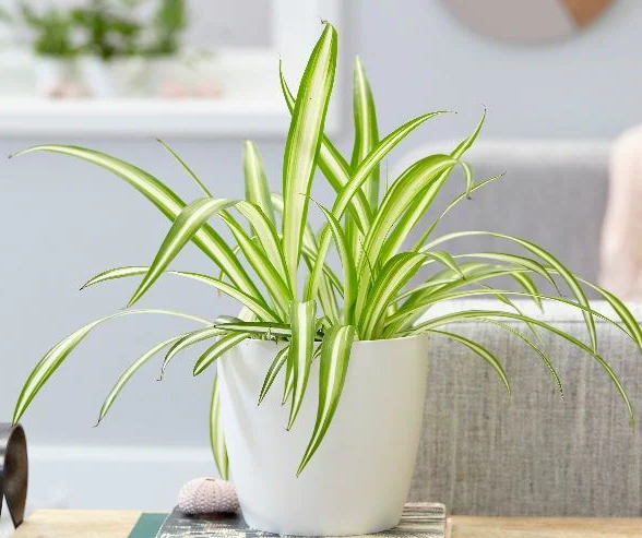 Variegated Spider Plant (Chlorophytum comosum ‘Variegatum’) - www.FOP.ae Buy online Best and Healthy Plants and quality products guarantee in Dubai Plants Shop in Dubai Abu Dhabi all over UAE Plants near me Fresh Plants in Dubai where to buy plants in UAE - FOP.ae