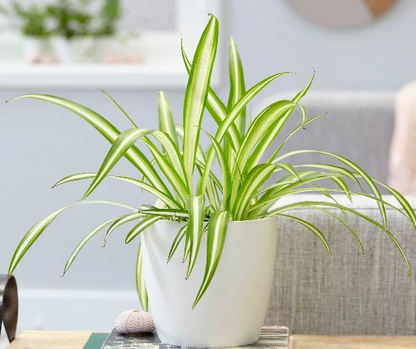 Variegated Spider Plant (Chlorophytum comosum ‘Variegatum’) - www.FOP.ae Buy online Best and Healthy Plants and quality products guarantee in Dubai Plants Shop in Dubai Abu Dhabi all over UAE Plants near me Fresh Plants in Dubai where to buy plants in UAE - FOP.ae