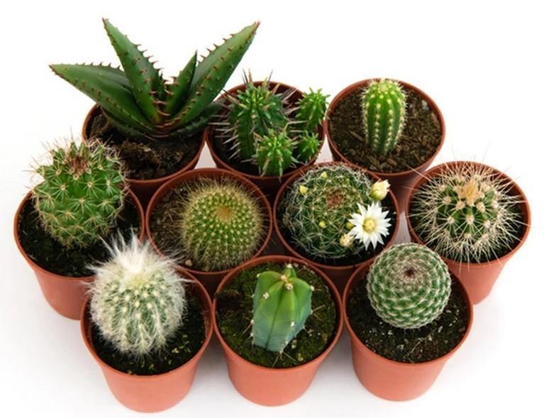 Cactus Mix - www.FOP.ae Buy online Best and Healthy Plants and quality products guarantee in Dubai Plants Shop in Dubai Abu Dhabi all over UAE Plants near me Fresh Plants in Dubai where to buy plants in UAE - FOP.ae