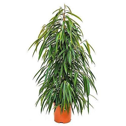 Ficus Amstel Queen - www.FOP.ae Buy online Best and Healthy Plants and quality products guarantee in Dubai Plants Shop in Dubai Abu Dhabi all over UAE Plants near me Fresh Plants in Dubai where to buy plants in UAE - FOP.ae