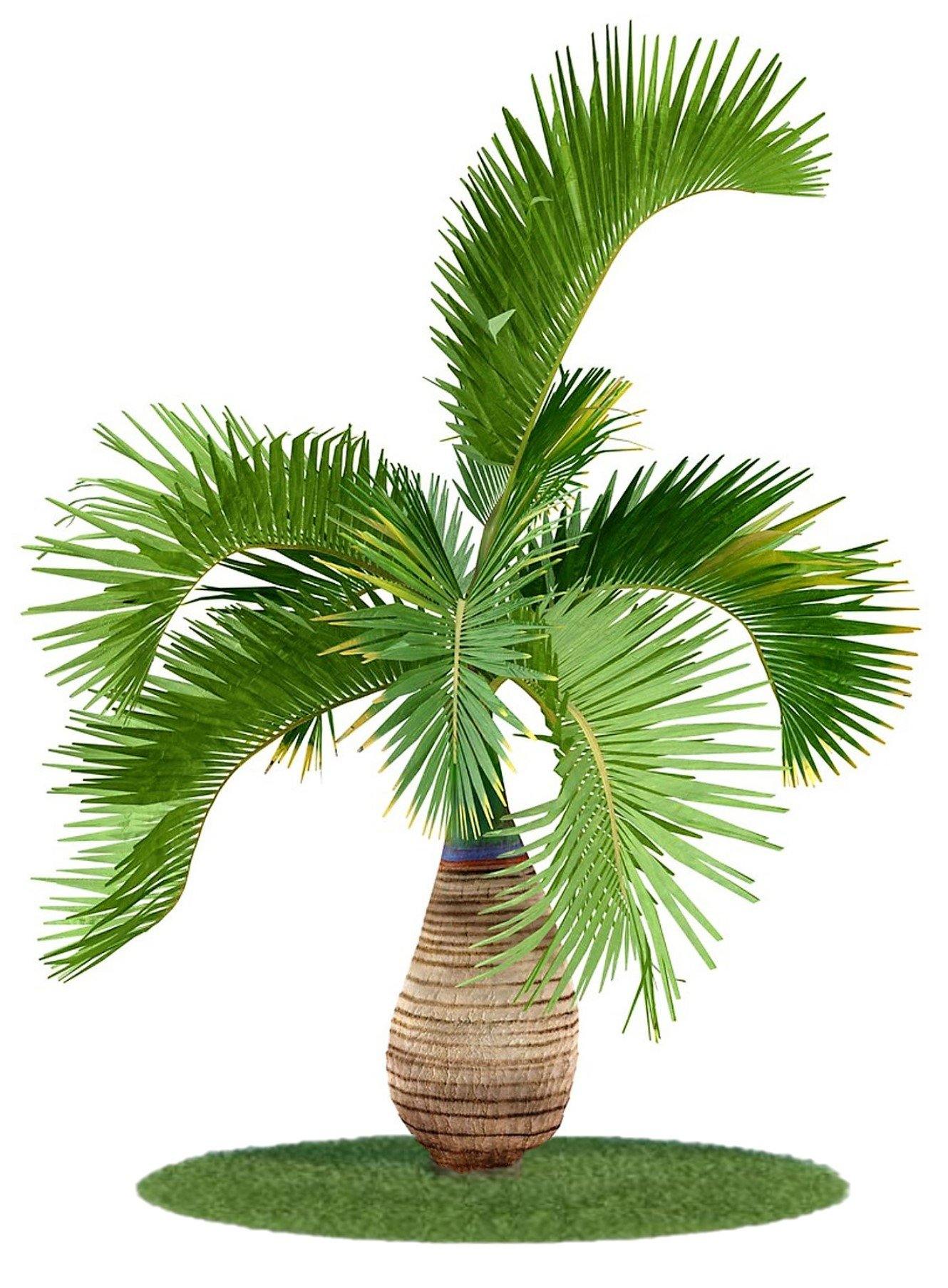 Bottle Palm, Hyophorbe Lagenicaulis - www.FOP.ae Buy online Best and Healthy Plants and quality products guarantee in Dubai Plants Shop in Dubai Abu Dhabi all over UAE Plants near me Fresh Plants in Dubai where to buy plants in UAE - FOP.ae