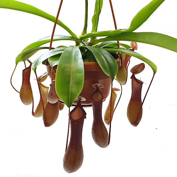 Monkey Jar , Nepenthes big - www.FOP.ae Buy online Best and Healthy Plants and quality products guarantee in Dubai Plants Shop in Dubai Abu Dhabi all over UAE Plants near me Fresh Plants in Dubai where to buy plants in UAE - FOP.ae
