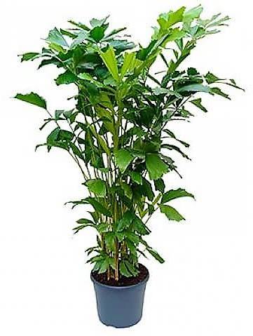 Fishtail Palm, Caryota Mitis - www.FOP.ae Buy online Best and Healthy Plants and quality products guarantee in Dubai Plants Shop in Dubai Abu Dhabi all over UAE Plants near me Fresh Plants in Dubai where to buy plants in UAE - FOP.ae