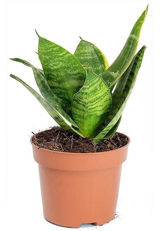 Birds Nest Snake, hahnii, Sansevieria Trifasciata Hahnii - www.FOP.ae Buy online Best and Healthy Plants and quality products guarantee in Dubai Plants Shop in Dubai Abu Dhabi all over UAE Plants near me Fresh Plants in Dubai where to buy plants in UAE - FOP.ae