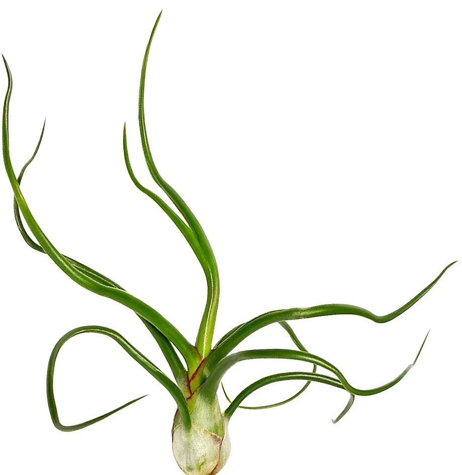 Tillandsia Bulbosa - www.FOP.ae Buy online Best and Healthy Plants and quality products guarantee in Dubai Plants Shop in Dubai Abu Dhabi all over UAE Plants near me Fresh Plants in Dubai where to buy plants in UAE - FOP.ae