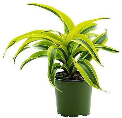 Dracaena Lemon Lime Mini - www.FOP.ae Buy online Best and Healthy Plants and quality products guarantee in Dubai Plants Shop in Dubai Abu Dhabi all over UAE Plants near me Fresh Plants in Dubai where to buy plants in UAE - FOP.ae