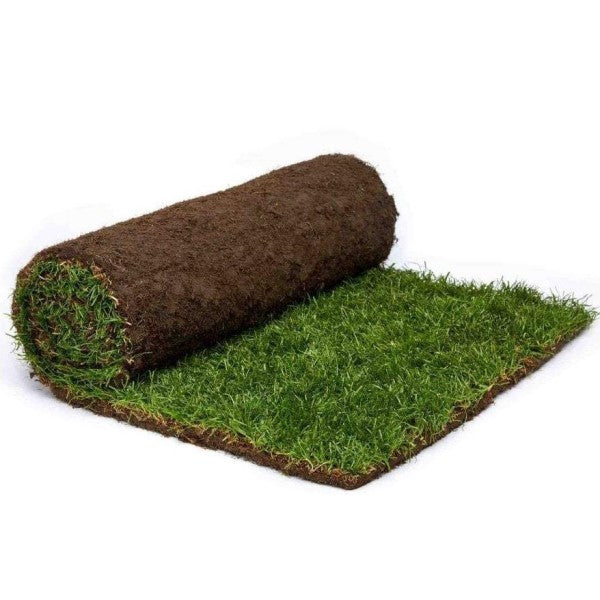 Natural Carpet Grass, Paspalium vaginatum - www.FOP.ae Buy online Best and Healthy Plants and quality products guarantee in Dubai Plants Shop in Dubai Abu Dhabi all over UAE Plants near me Fresh Plants in Dubai where to buy plants in UAE - FOP.ae