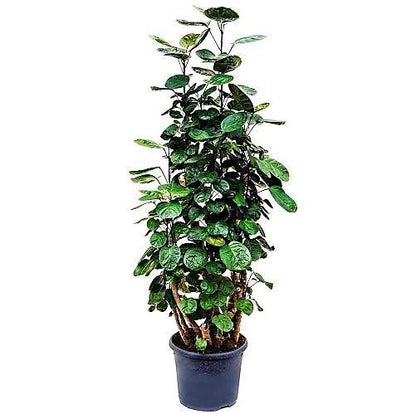 Aralia Fabian, Polyscias Fabian - www.FOP.ae Buy online Best and Healthy Plants and quality products guarantee in Dubai Plants Shop in Dubai Abu Dhabi all over UAE Plants near me Fresh Plants in Dubai where to buy plants in UAE - FOP.ae