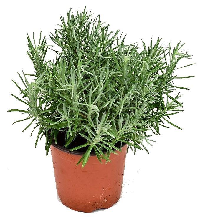 Lavender Herb, Lavandula Dentata - www.FOP.ae Buy online Best and Healthy Plants and quality products guarantee in Dubai Plants Shop in Dubai Abu Dhabi all over UAE Plants near me Fresh Plants in Dubai where to buy plants in UAE - FOP.ae