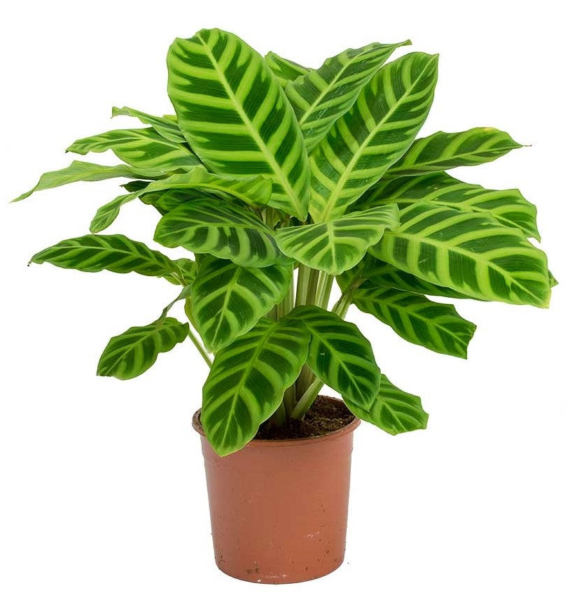 Zebra Plant, Calathea Zebrina - www.FOP.ae Buy online Best and Healthy Plants and quality products guarantee in Dubai Plants Shop in Dubai Abu Dhabi all over UAE Plants near me Fresh Plants in Dubai where to buy plants in UAE - FOP.ae