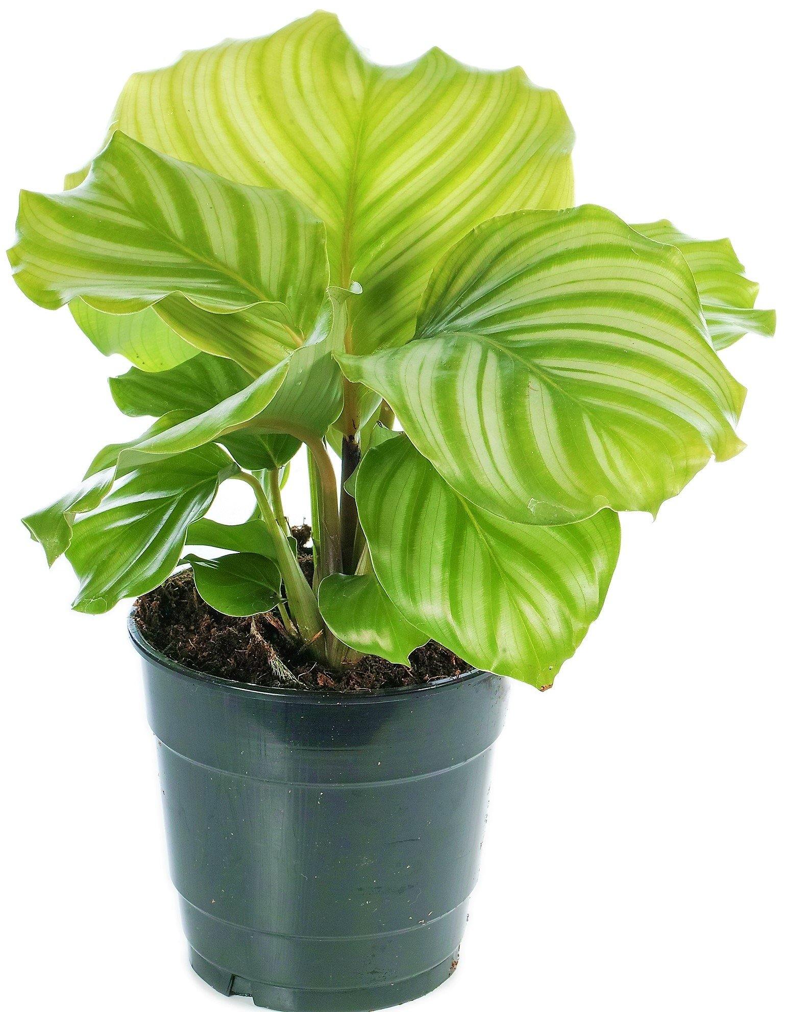 Calathea Orbifolia - www.FOP.ae Buy online Best and Healthy Plants and quality products guarantee in Dubai Plants Shop in Dubai Abu Dhabi all over UAE Plants near me Fresh Plants in Dubai where to buy plants in UAE - FOP.ae