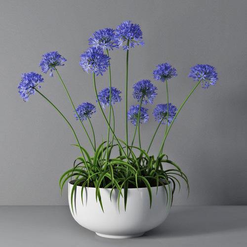 Agapanthus African, African Lily - www.FOP.ae Buy online Best and Healthy Plants and quality products guarantee in Dubai Plants Shop in Dubai Abu Dhabi all over UAE Plants near me Fresh Plants in Dubai where to buy plants in UAE - FOP.ae
