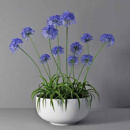 Agapanthus African, African Lily - www.FOP.ae Buy online Best and Healthy Plants and quality products guarantee in Dubai Plants Shop in Dubai Abu Dhabi all over UAE Plants near me Fresh Plants in Dubai where to buy plants in UAE - FOP.ae
