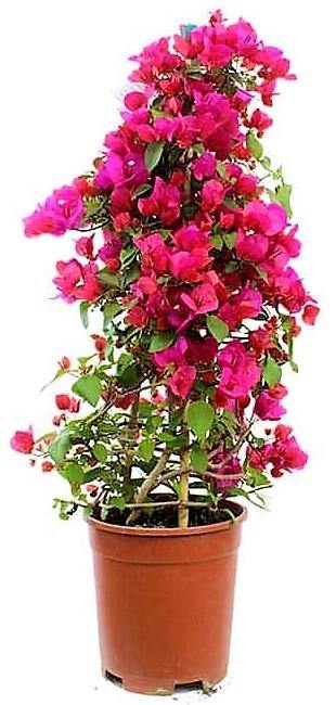 Bougainvillea Rainbow GOLD - www.FOP.ae Buy online Best and Healthy Plants and quality products guarantee in Dubai Plants Shop in Dubai Abu Dhabi all over UAE Plants near me Fresh Plants in Dubai where to buy plants in UAE - FOP.ae