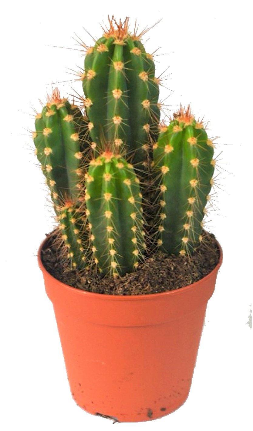 Echino Cactus - www.FOP.ae Buy online Best and Healthy Plants and quality products guarantee in Dubai Plants Shop in Dubai Abu Dhabi all over UAE Plants near me Fresh Plants in Dubai where to buy plants in UAE - FOP.ae