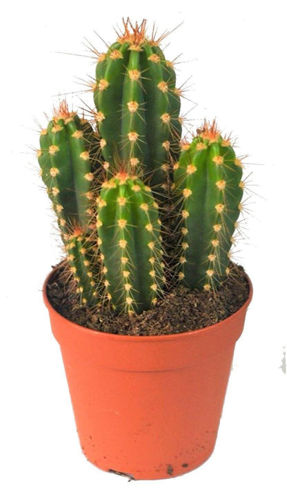 Echino Cactus - www.FOP.ae Buy online Best and Healthy Plants and quality products guarantee in Dubai Plants Shop in Dubai Abu Dhabi all over UAE Plants near me Fresh Plants in Dubai where to buy plants in UAE - FOP.ae