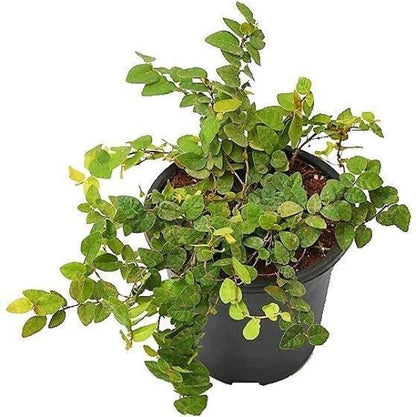 Climbing Fig, Ficus Pumila - www.FOP.ae Buy online Best and Healthy Plants and quality products guarantee in Dubai Plants Shop in Dubai Abu Dhabi all over UAE Plants near me Fresh Plants in Dubai where to buy plants in UAE - FOP.ae