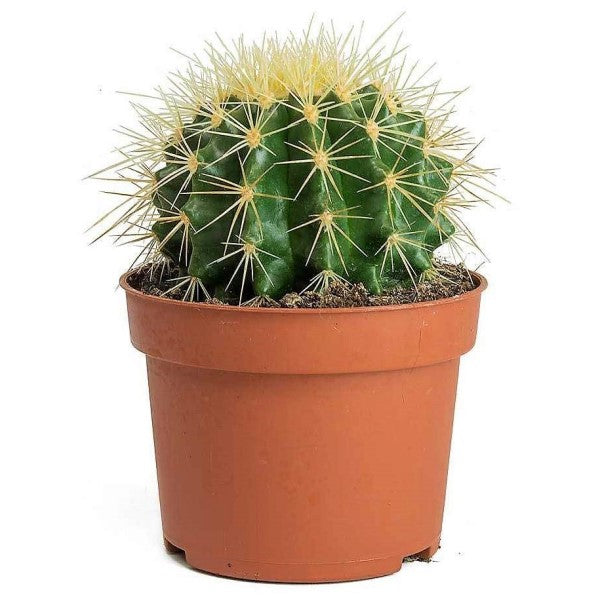 Ball Cactus, Barrel - www.FOP.ae Buy online Best and Healthy Plants and quality products guarantee in Dubai Plants Shop in Dubai Abu Dhabi all over UAE Plants near me Fresh Plants in Dubai where to buy plants in UAE - FOP.ae