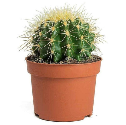 Ball Cactus, Barrel - www.FOP.ae Buy online Best and Healthy Plants and quality products guarantee in Dubai Plants Shop in Dubai Abu Dhabi all over UAE Plants near me Fresh Plants in Dubai where to buy plants in UAE - FOP.ae