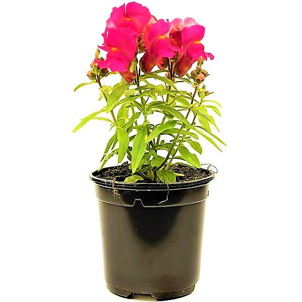 Antirrhium Majus, Snapdragon, Antirrhinum (small) - www.FOP.ae Buy online Best and Healthy Plants and quality products guarantee in Dubai Plants Shop in Dubai Abu Dhabi all over UAE Plants near me Fresh Plants in Dubai where to buy plants in UAE - FOP.ae
