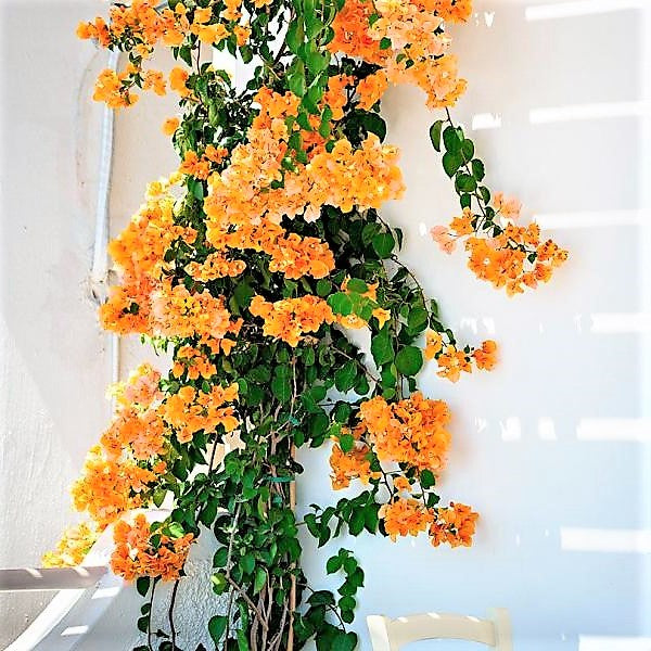 Bougainvillea Gold - www.FOP.ae Buy online Best and Healthy Plants and quality products guarantee in Dubai Plants Shop in Dubai Abu Dhabi all over UAE Plants near me Fresh Plants in Dubai where to buy plants in UAE - FOP.ae