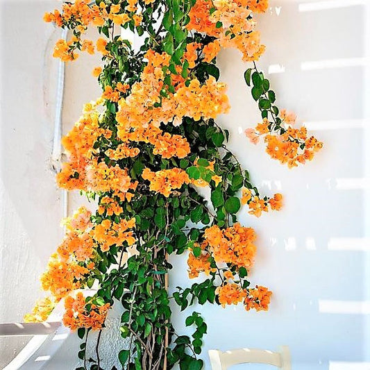 Bougainvillea Gold - www.FOP.ae Buy online Best and Healthy Plants and quality products guarantee in Dubai Plants Shop in Dubai Abu Dhabi all over UAE Plants near me Fresh Plants in Dubai where to buy plants in UAE - FOP.ae