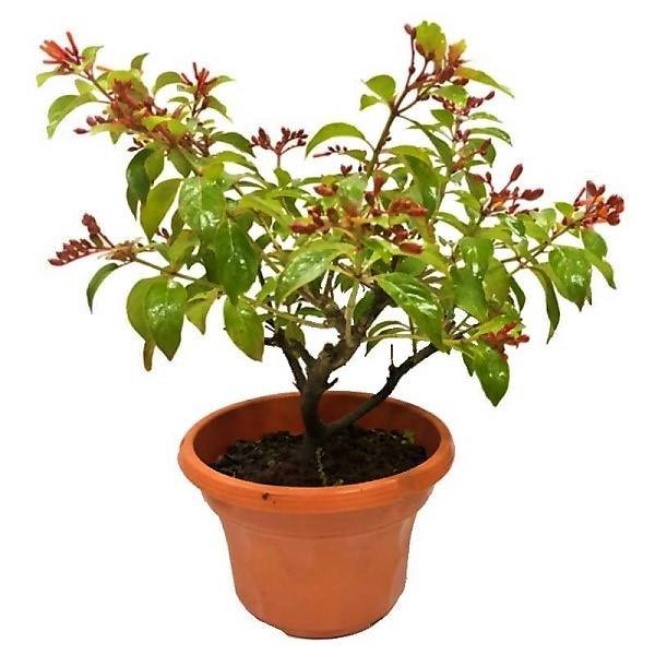 Fire Bush, Hamelia Patens - www.FOP.ae Buy online Best and Healthy Plants and quality products guarantee in Dubai Plants Shop in Dubai Abu Dhabi all over UAE Plants near me Fresh Plants in Dubai where to buy plants in UAE - FOP.ae