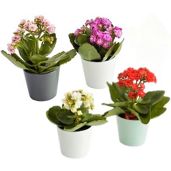 Flaming Katy, Kalanchoe blossfeldiana, indoor - www.FOP.ae Buy online Best and Healthy Plants and quality products guarantee in Dubai Plants Shop in Dubai Abu Dhabi all over UAE Plants near me Fresh Plants in Dubai where to buy plants in UAE - FOP.ae